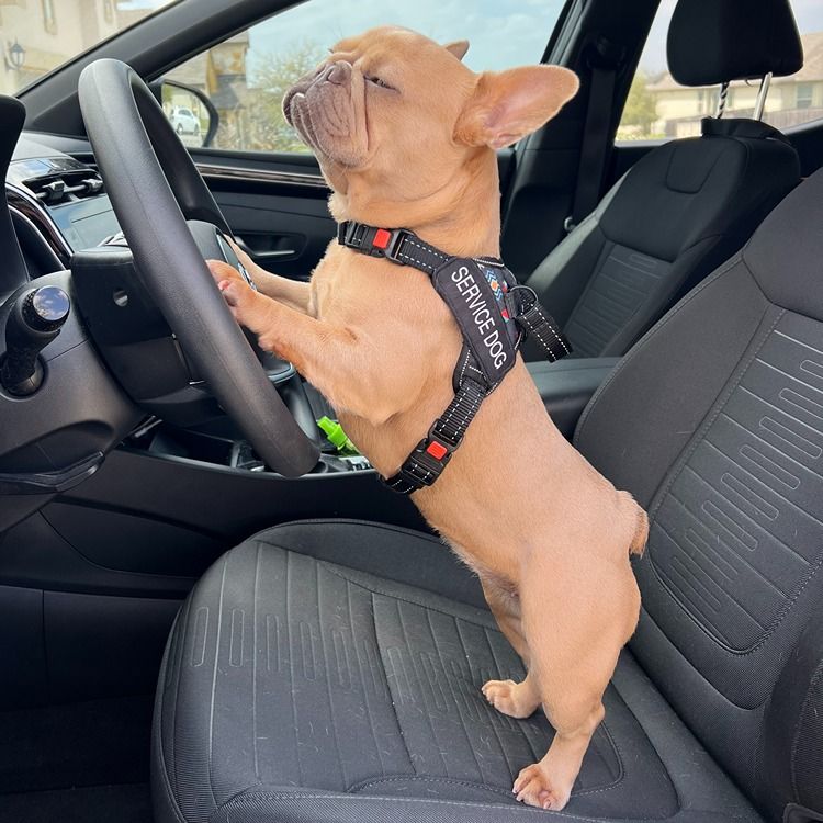 dog training austin private lessons