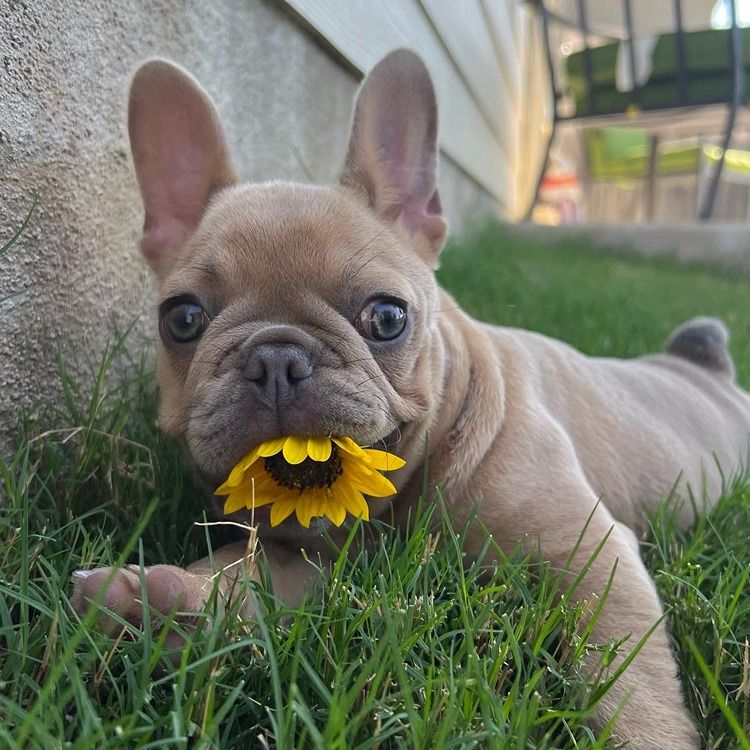 Complete Dog Nutrition and Care Guide